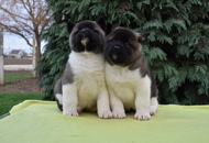 ♣️♦️ Bella & Cronos ♦️♣️ J-Litter