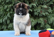 ♣️♦️ Bella & Cronos ♦️♣️ J-Litter