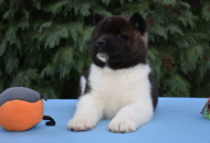 ♣️♦️ Bella & Cronos ♦️♣️ J-Litter