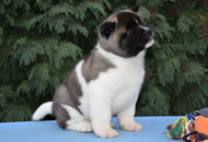 ♣️♦️ Bella & Cronos ♦️♣️ J-Litter