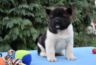 ♣️♦️ Bella & Cronos ♦️♣️ J-Litter