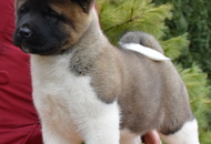 ♣️♦️ Bella & Cronos ♦️♣️ J-Litter