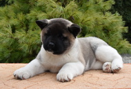 ♣️♦️ Bella & Cronos ♦️♣️ J-Litter