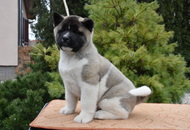 ♣️♦️ Bella & Cronos ♦️♣️ J-Litter