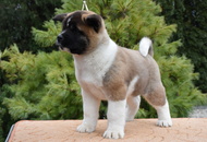 ♣️♦️ Bella & Cronos ♦️♣️ J-Litter