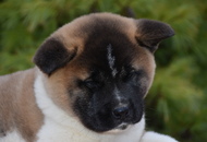 ♣️♦️ Bella & Cronos ♦️♣️ J-Litter