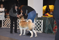 FeHoVa WinterDogShow CACIB I. Budapest (H)