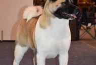 FeHoVa WinterDogShow CACIB I. Budapest (H)