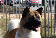 FeHoVa WinterDogShow CACIB I. Budapest (H)