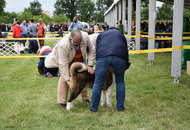 CACIB Dog Show Pápa (H)