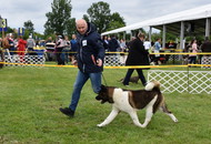 CACIB Dog Show Pápa (H)