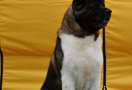 CACIB Dog Show Pápa (H)