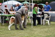 National Hunting Dog Show Kaposvár (H) 