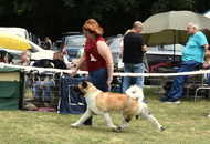 National Hunting Dog Show Kaposvár (H) 