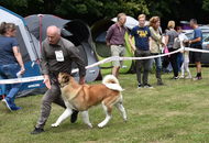 National Hunting Dog Show Kaposvár (H) 