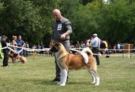 National Hunting Dog Show Kaposvár (H) 