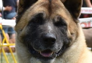 National Hunting Dog Show Kaposvár (H) 