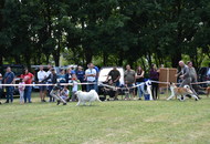 National Hunting Dog Show Kaposvár (H) 