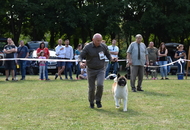 National Hunting Dog Show Kaposvár (H) 