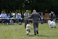 National Hunting Dog Show Kaposvár (H) 