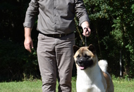 National Hunting Dog Show Kaposvár (H) 