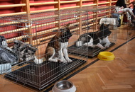 CAC Klub Show Tamási (H)