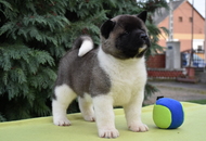 ♣️♦️ Bella & Cronos ♦️♣️ J-Litter