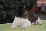 ♣️♦️ Bella & Cronos ♦️♣️ J-Litter