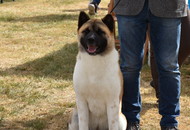 Amerikai Akita és Ősi Típusú Kutyák Egyesülete Special & Klub Dog Show - Tolnanémedi (H), 26.09.2020