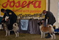 Amerikai Akita és Ősi Típusú Kutyák Egyesülete Special & Klub Dog Show - Tolnanémedi (H), 26.09.2020