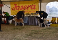 Amerikai Akita és Ősi Típusú Kutyák Egyesülete Special & Klub Dog Show - Tolnanémedi (H), 26.09.2020