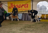 Amerikai Akita és Ősi Típusú Kutyák Egyesülete Special & Klub Dog Show - Tolnanémedi (H), 26.09.2020