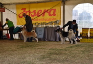 Amerikai Akita és Ősi Típusú Kutyák Egyesülete Special & Klub Dog Show - Tolnanémedi (H), 26.09.2020