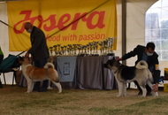 Amerikai Akita és Ősi Típusú Kutyák Egyesülete Special & Klub Dog Show - Tolnanémedi (H), 26.09.2020