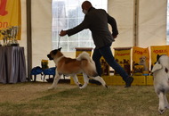 Amerikai Akita és Ősi Típusú Kutyák Egyesülete Special & Klub Dog Show - Tolnanémedi (H), 26.09.2020