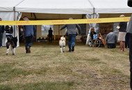 Amerikai Akita és Ősi Típusú Kutyák Egyesülete Special & Klub Dog Show - Tolnanémedi (H), 26.09.2020