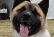 Amerikai Akita és Ősi Típusú Kutyák Egyesülete Special & Klub Dog Show - Tolnanémedi (H), 26.09.2020