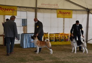 Amerikai Akita és Ősi Típusú Kutyák Egyesülete Special & Klub Dog Show - Tolnanémedi (H), 26.09.2020