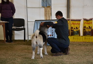 Amerikai Akita és Ősi Típusú Kutyák Egyesülete Special & Klub Dog Show - Tolnanémedi (H), 26.09.2020