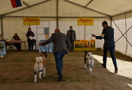 Amerikai Akita és Ősi Típusú Kutyák Egyesülete Special & Klub Dog Show - Tolnanémedi (H), 26.09.2020