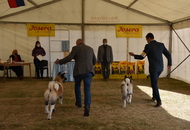 Amerikai Akita és Ősi Típusú Kutyák Egyesülete Special & Klub Dog Show - Tolnanémedi (H), 26.09.2020