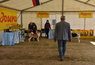 Amerikai Akita és Ősi Típusú Kutyák Egyesülete Special & Klub Dog Show - Tolnanémedi (H), 26.09.2020