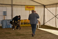 Amerikai Akita és Ősi Típusú Kutyák Egyesülete Special & Klub Dog Show - Tolnanémedi (H), 26.09.2020