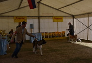 Amerikai Akita és Ősi Típusú Kutyák Egyesülete Special & Klub Dog Show - Tolnanémedi (H), 26.09.2020