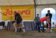 Amerikai Akita és Ősi Típusú Kutyák Egyesülete Special & Klub Dog Show - Tolnanémedi (H), 26.09.2020