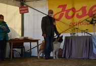 Amerikai Akita és Ősi Típusú Kutyák Egyesülete Special & Klub Dog Show - Tolnanémedi (H), 26.09.2020