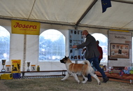 Amerikai Akita és Ősi Típusú Kutyák Egyesülete Special & Klub Dog Show - Tolnanémedi (H), 26.09.2020