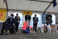 Amerikai Akita és Ősi Típusú Kutyák Egyesülete Special & Klub Dog Show - Tolnanémedi (H), 26.09.2020