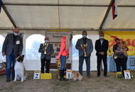 Amerikai Akita és Ősi Típusú Kutyák Egyesülete Special & Klub Dog Show - Tolnanémedi (H), 26.09.2020