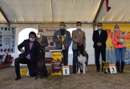 Amerikai Akita és Ősi Típusú Kutyák Egyesülete Special & Klub Dog Show - Tolnanémedi (H), 26.09.2020